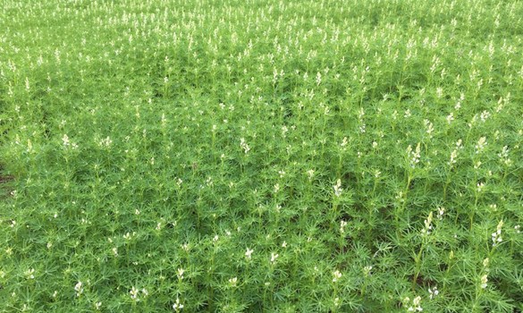 Field of lupin crops.